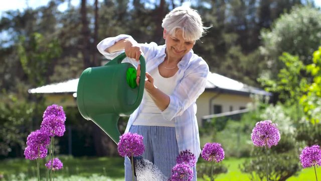 gardening and people concept - happy senior woman watering allium flowers at summer garden