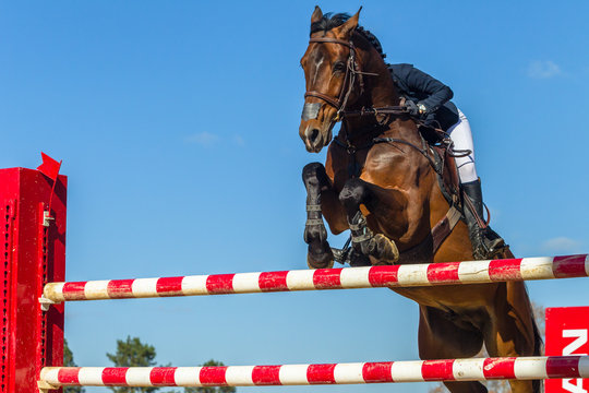 Show Jumping Horse Rider Closeup Action