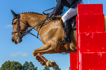 Show Jumping Horse Rider Closeup Action