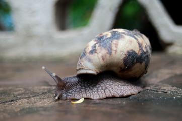 Giant African Land Snail