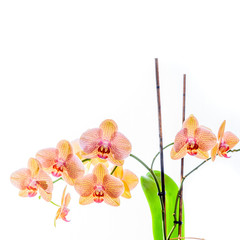 Phalaenopsis Orchidee