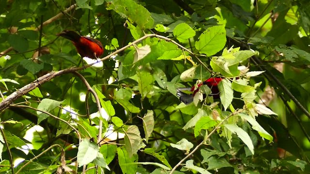 Pair of Crimson-Backed Tanager Ramphocelus Dimidiatus in jungle