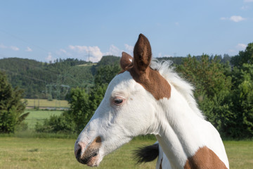 Portrait of the head of the newborn white brown spots foal