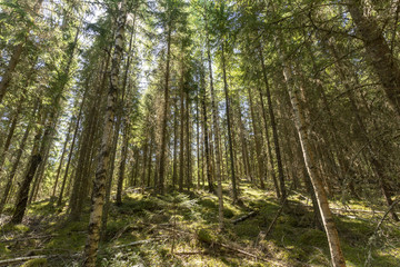 Natur Reservat Glaskogen Schweden