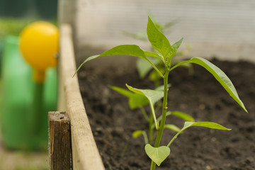 Bush of sweet pepper on a garden bed in a greenhouse.