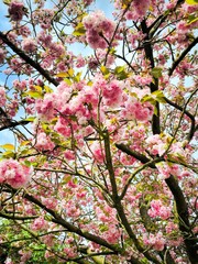 Obraz premium rosa Blütenzauber