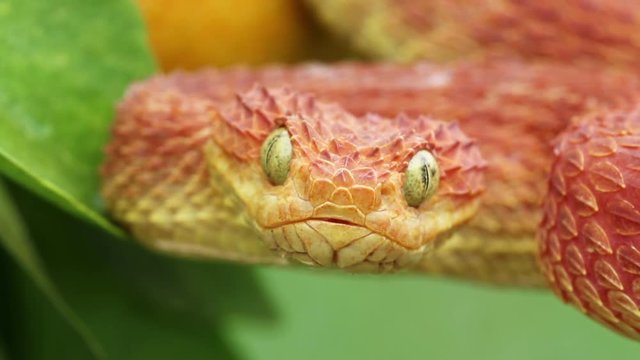 Close-up Video of a Venomous Red Bush Viper Snake flicking tongue