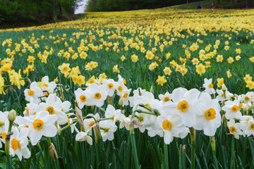 みやぎ蔵王えぼし すいせん祭り  © Photo service japan