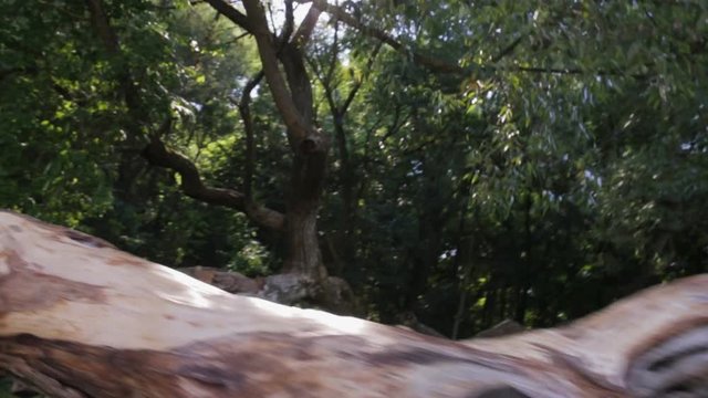 An old tree with an unusual trunk, mutation