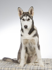 Fototapeta premium Husky puppy portrait. Image taken in a studio with white and grey background.