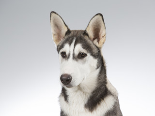 Husky puppy portrait. Image taken in a studio with white and grey background.
