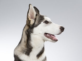 Husky puppy portrait. Image taken in a studio with white and grey background.