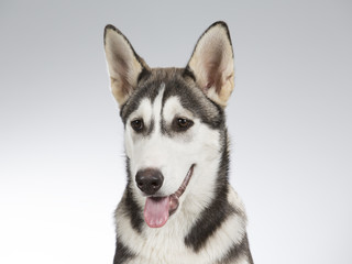 Naklejka na ściany i meble Husky puppy portrait. Image taken in a studio with white and grey background.