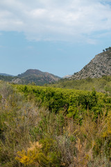 Payment Management Mountains and palms desert trees