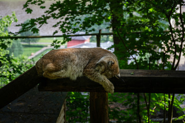 Schlafender Luchs 