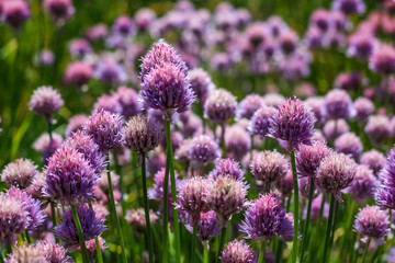 close up of pink red clover flower in green blurred background