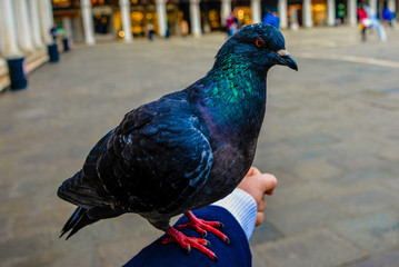 The Pigeon