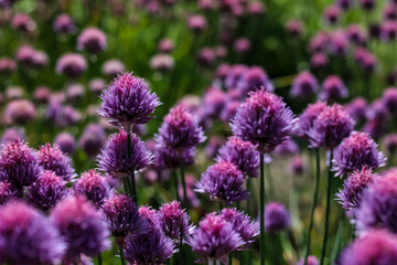 close up of pink red clover flower in green blurred background