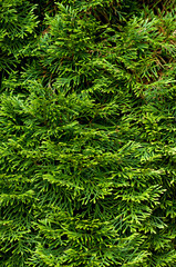 Green leaves beautiful textured screensaver
