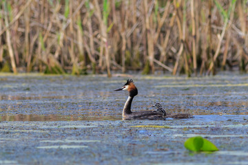 Great crested grebe (podiceps cristatus)