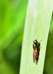 Sunshine on Lucilia sericata