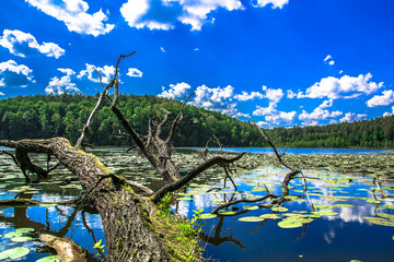 Powalone drzewo © Adrian