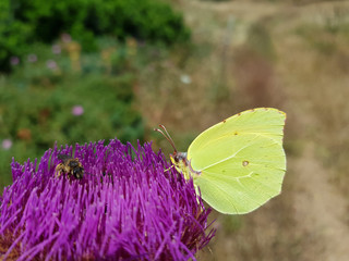 farfalle