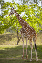 Giraffe walking and eating tree leaves in a shadow. Safari.