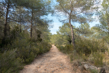 Payment Management Mountains and palms desert trees