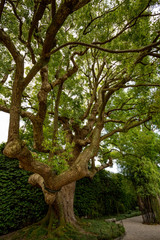 Beautiful old green tree in a park in Italy