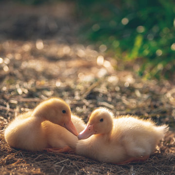 Ducklings. Two chicks in trave.Foto outdoors