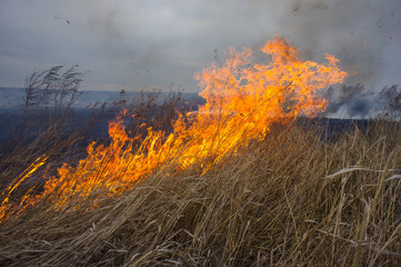 dry grass burns in the steppe.