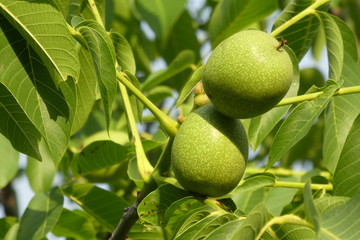 Walnüsse am Baum