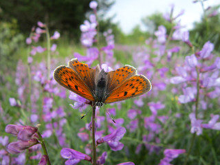  in nature, broken,like a wounded butterfly.animals 