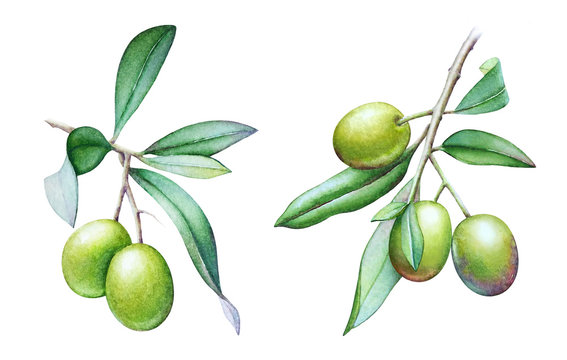 Watercolor illustrations of the olive tree branches with olives and green leaves