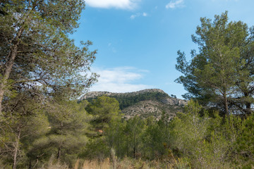 Payment Management Mountains and palms desert trees