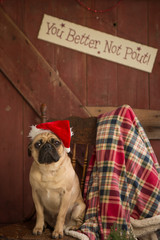 Cute pug wearing a santa hat and sitting in a chair