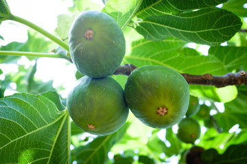 Ficus carica - Figs on the tree - Apulia, Italy