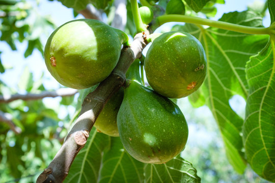 Ficus carica - Figs on the tree - Apulia, Italy