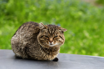 gray cat sits on the street