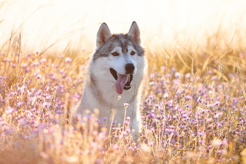 Cute beautiful gray husky with brown eyes sitting in green grass and lilac flowers on sunset background and yellow sunny backlight. Dog on a natural background. © sir_j