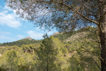 Payment Management Mountains and palms desert trees