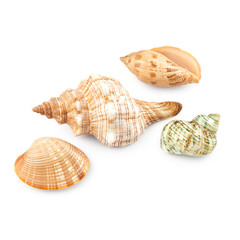 Seashells isolated on white background