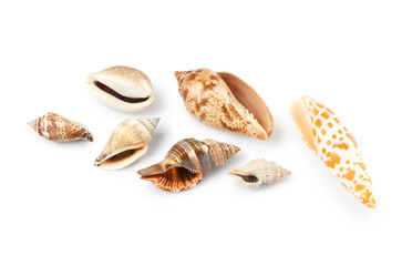 Seashells isolated on white background