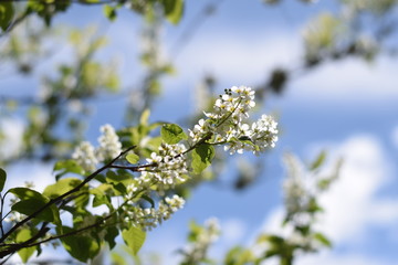 Tree Blossom