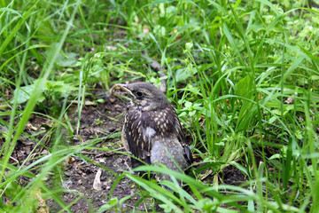 Small grey bird hiding among the grass