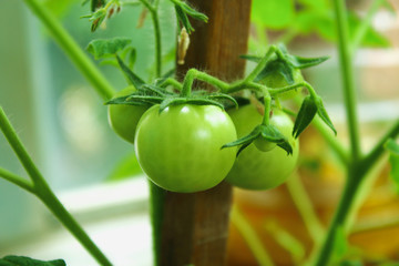 Green balcony tomatoes hanging on a branch.