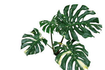 Variegated plant leaves of monstera or split-leaf philodendron (Monstera deliciosa) the tropical foliage exotic houseplant isolated on white background, clipping path included. © Chansom Pantip