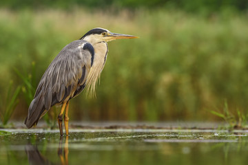 Grey Heron - Ardea cinerea, large gray heron from Euroasian lakes and rivers.