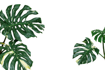 Variegated plant leaves nature background of monstera or split-leaf philodendron (Monstera deliciosa) the tropical foliage exotic houseplant isolated on white background, clipping path included.
